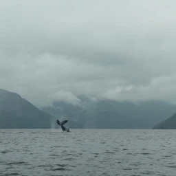 The Whale and the Raven