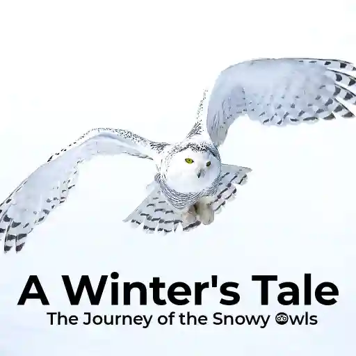A Winter's Tale - The Journey of the Snowy Owls