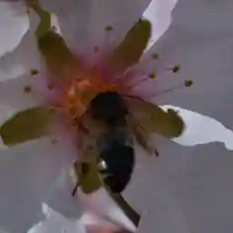 BEES THE INVISIBLE MECHANISM