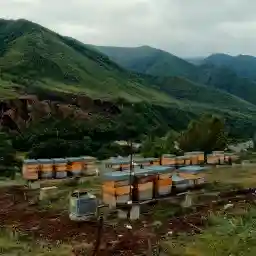 BEES THE INVISIBLE MECHANISM