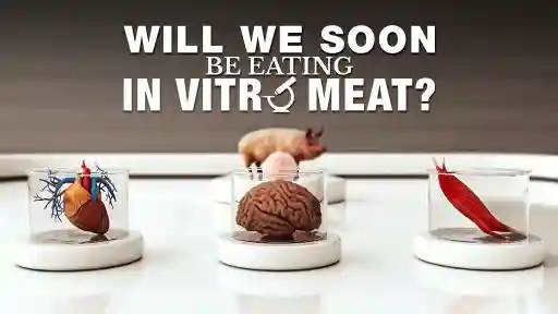 WILL WE SOON BE EATING IN VITRO MEAT?