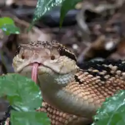 THE UNKNOWN SNAKE OF BOLIVIA