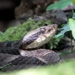 THE UNKNOWN SNAKE OF BOLIVIA