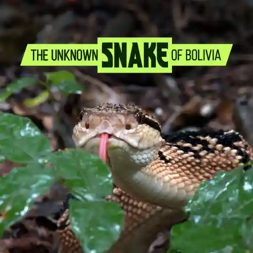 THE UNKNOWN SNAKE OF BOLIVIA