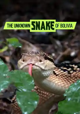 THE UNKNOWN SNAKE OF BOLIVIA