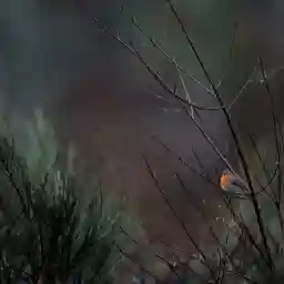 OSO, WILD VISIONS FROM ASTURIAS