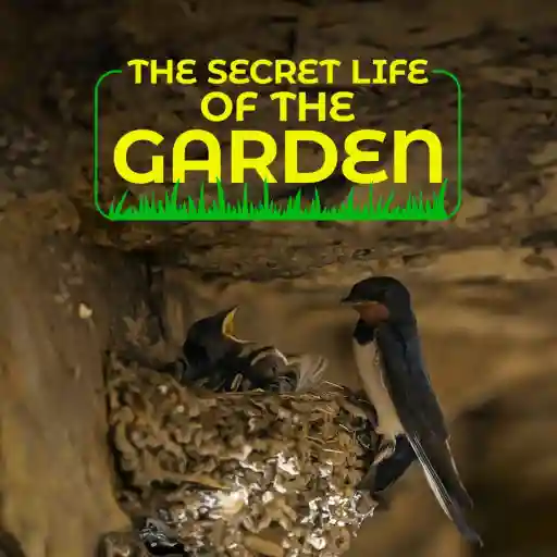 The Secret Life of the Garden