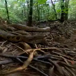 MYSTERIES OF THE LOST GIANTS