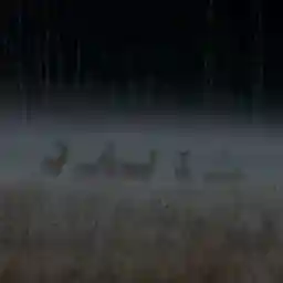 CHATEAU DE CHAMBORD WILDLIFE FOR ALL SEASON