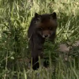 CHATEAU DE CHAMBORD WILDLIFE FOR ALL SEASON