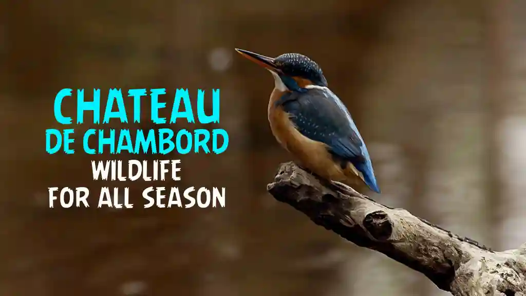 CHATEAU DE CHAMBORD WILDLIFE FOR ALL SEASON
