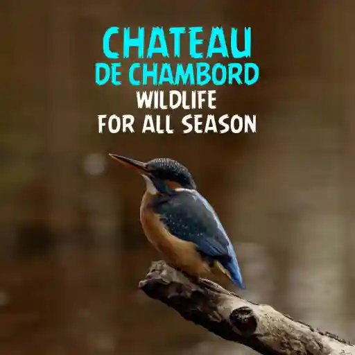 CHATEAU DE CHAMBORD WILDLIFE FOR ALL SEASON