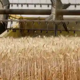 WHEAT OUR DAILY BREAD