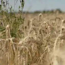 WHEAT OUR DAILY BREAD
