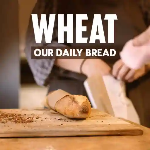 WHEAT OUR DAILY BREAD