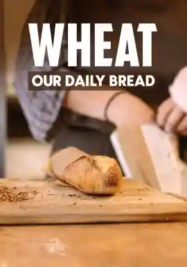 WHEAT OUR DAILY BREAD