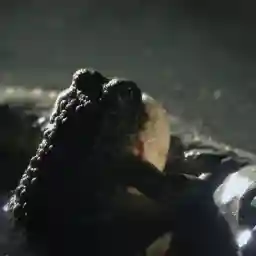 MAKE NESTS, NOT WAR: The Hidden Nature of Military Grounds