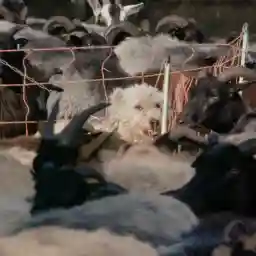 MAKE NESTS, NOT WAR: The Hidden Nature of Military Grounds