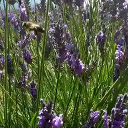 The Secret World of Herbs in Provence