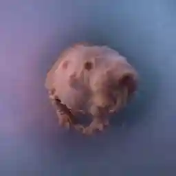 NAKED MOLERAT: Nature's Weirdest Superhero