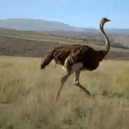 Down To Earth Flightless Birds