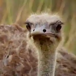 Down To Earth Flightless Birds