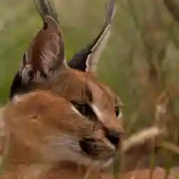 Down To Earth Flightless Birds