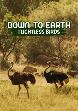 Down To Earth Flightless Birds