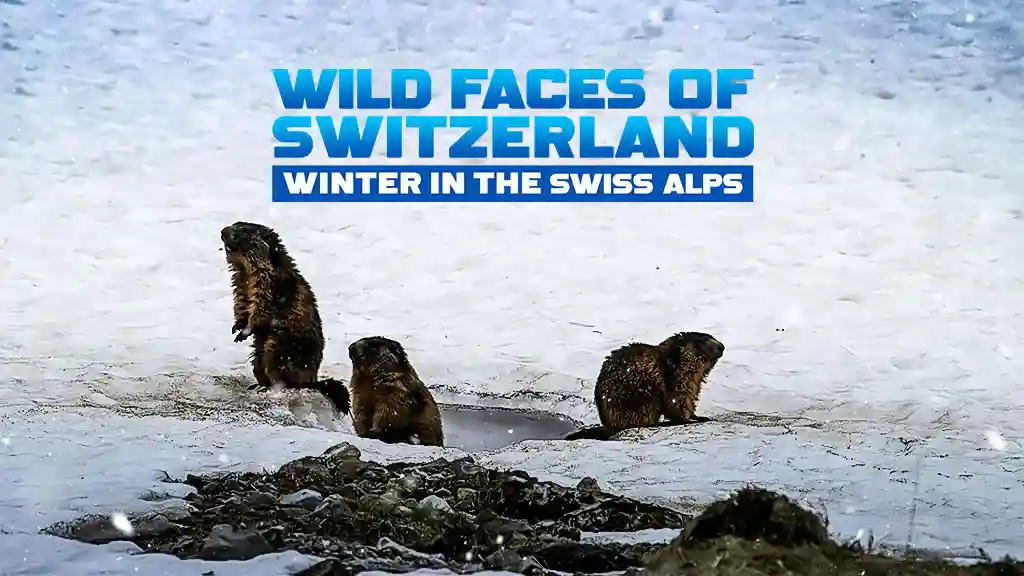 Wild Faces Of Switzerland Winter In The Swiss Alps
