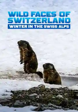 Wild Faces Of Switzerland Winter In The Swiss Alps