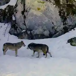 Wild Faces Of Switzerland Winter In The Swiss Alps