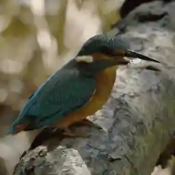 Jewels of the Alps Italy's Great Lakes LAKE COMO