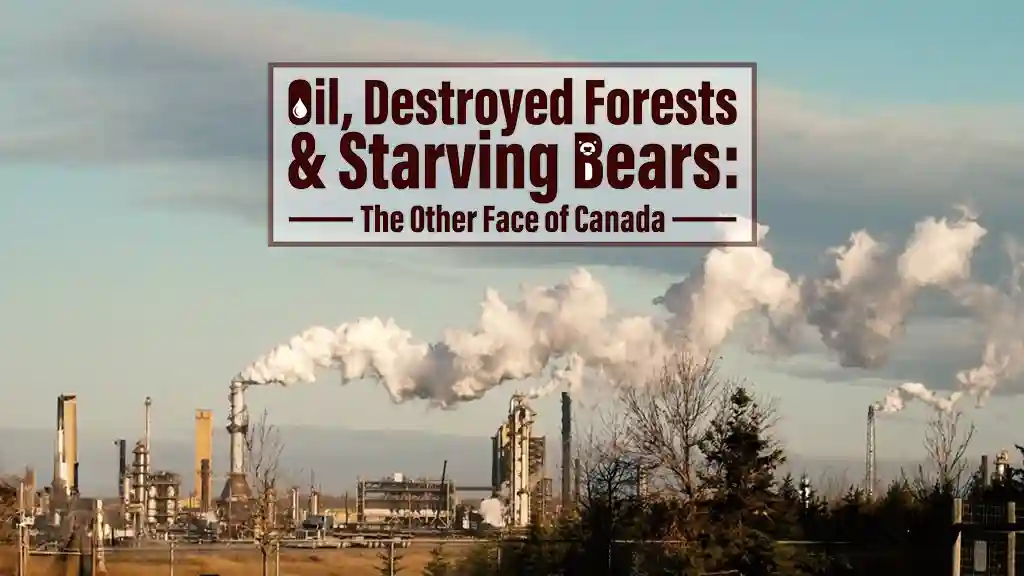 Oil, Destroyed Forests & Starving Bears The Other Face of Canada