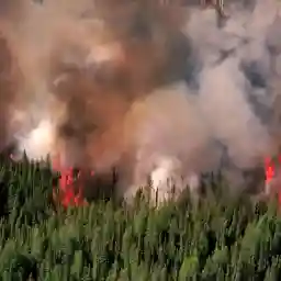 Oil, Destroyed Forests & Starving Bears The Other Face of Canada