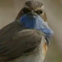NEW LAND the islands of Marker Wadden