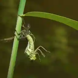 NEW LAND the islands of Marker Wadden