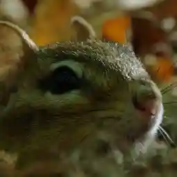 GOiNG NUTS Tales from the Squirrel World