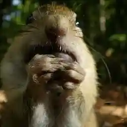 GOiNG NUTS Tales from the Squirrel World