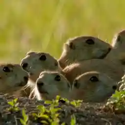 GOiNG NUTS Tales from the Squirrel World