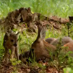 The Meadow Paradise Lost?