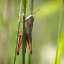 The Meadow Paradise Lost?