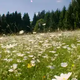 The Meadow Paradise Lost?