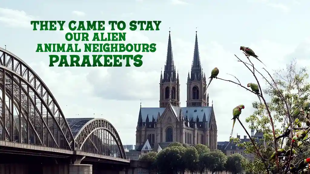 They Came to Stay Our Alien Animal Neighbours Parakeets