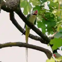 They Came to Stay Our Alien Animal Neighbours Parakeets