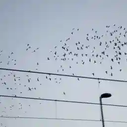 They Came to Stay Our Alien Animal Neighbours Parakeets