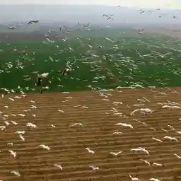 ISRAEL The North Sea and Stone