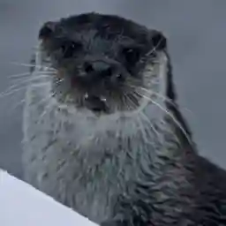 WILD HEART OF EUROPE The Return of an Ancient Forest