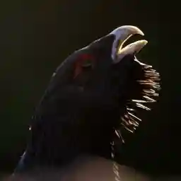 WILD HEART OF EUROPE The Return of an Ancient Forest