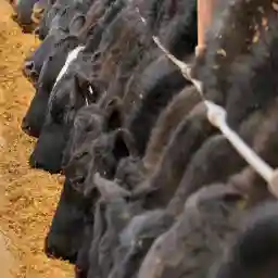 Farming in America The Land of Junk Food