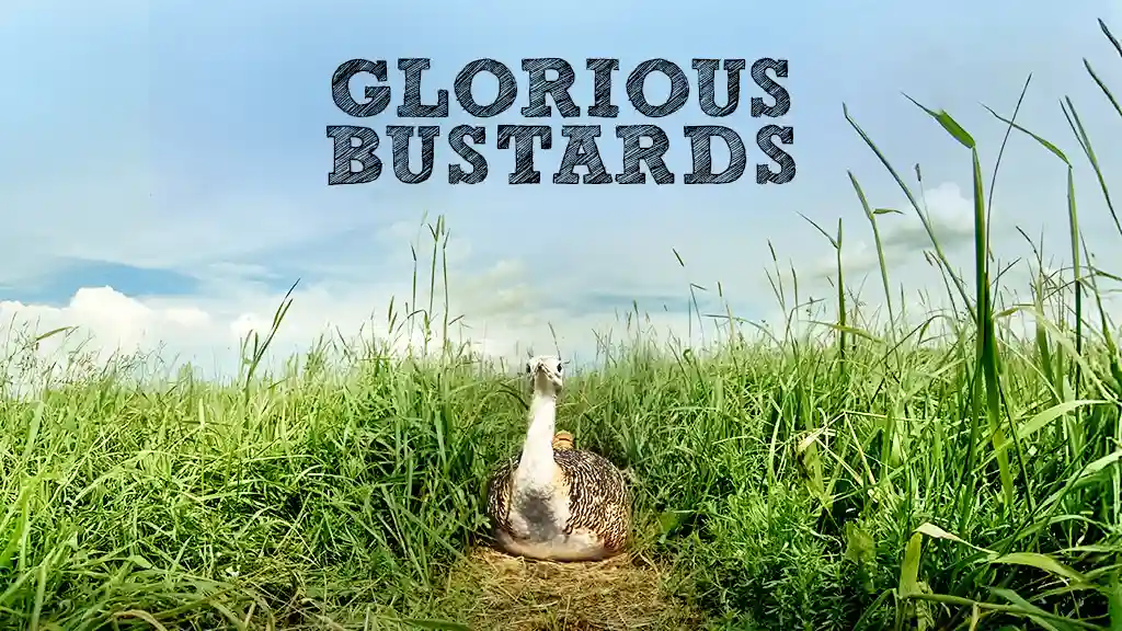 GLORIOUS BUSTARDS